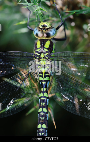 Hawker Aeshna cyanea (sud), homme au repos Banque D'Images