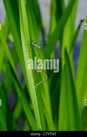 Demoiselle (Lestes sponsa émeraude), paire d'accouplement Banque D'Images