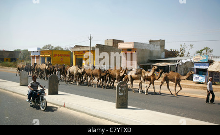 Une caravane de chameaux fait son chemin le long de la route principale entre Delhi et Jaipur. Photo par James Boardman. Banque D'Images