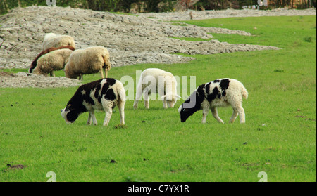 Trois jeunes agneaux paissant dans les champs Banque D'Images