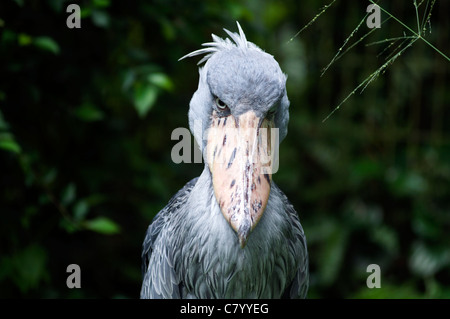 Oiseaux Banque D'Images