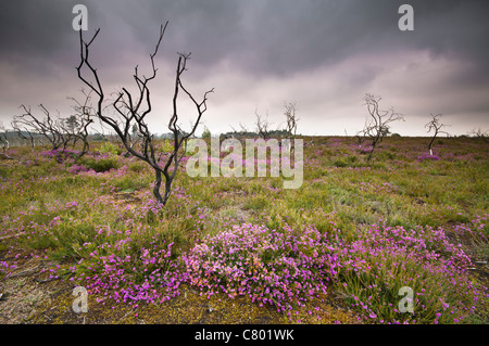 Réserve naturelle nationale commune Thursley, Thursley, Surrey, UK Banque D'Images