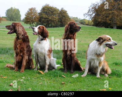 Un groupe de chiens qui ne sont pas obéissants et sont à la recherche dans des directions différentes Banque D'Images