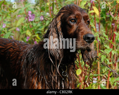 Un setter rouge qui a été natation Banque D'Images