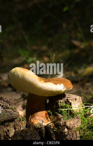 Tylopilus felleus Banque D'Images