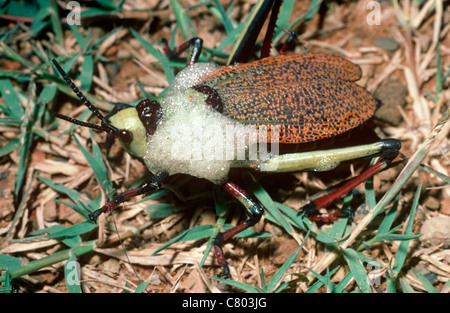 Sauterelle de mousse (Phymateus morbillosus leva) espèces colorées produisant des mousses dans la savane, Afrique du Sud Banque D'Images