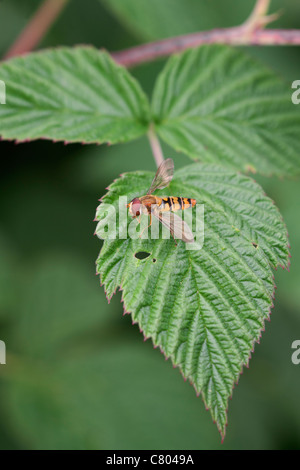 Hoverfly Episyrphus balteatus adulte au repos sur feuille avec ailes ouvrir Banque D'Images