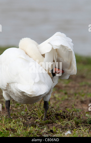 Cygne tuberculé Cygnus olor lissage adultes Banque D'Images
