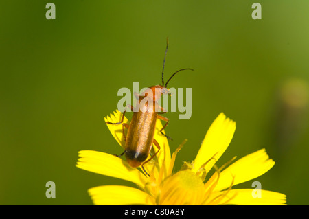 Coléoptère Rhagonycha fulva (soldat), France Banque D'Images