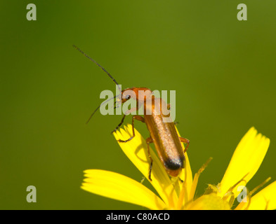 Coléoptère Rhagonycha fulva (soldat), France Banque D'Images