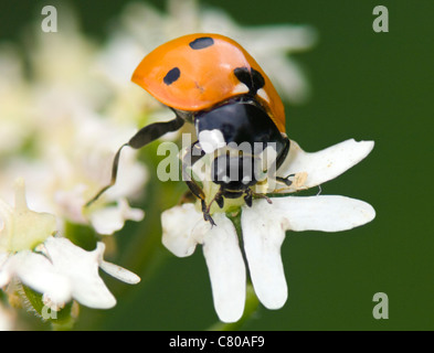 Seven-Spot (Coccinella septempunctata Coccinelle), France Banque D'Images