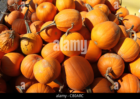 Tas de citrouilles orange à un marché de producteurs Banque D'Images