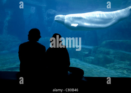 Photo en couleur d'un couple de l'affichage d'un béluga à l'Aquarium de Vancouver, Vancouver (Colombie-Britannique), réservoir souterrain. Banque D'Images