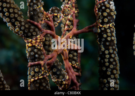 L'alimentation de nuit panier Star, Bonaire, des Caraïbes aux Pays-Bas. Banque D'Images