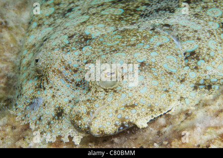 Peacock flet camouflées contre le fond de la mer, Bonaire, des Caraïbes aux Pays-Bas. Banque D'Images