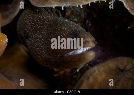 Vue rapprochée d'un Goldentail Moray Eel, Bonaire, des Caraïbes aux Pays-Bas. Banque D'Images