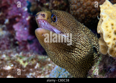 Vue rapprochée d'un Goldentail Moray Eel, Bonaire, des Caraïbes aux Pays-Bas. Banque D'Images