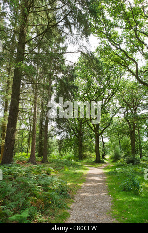 Chemin à travers les bois à Lucy Hill dans le New Forest, Hampshire, England, UK Banque D'Images