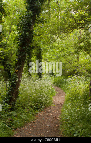 Sentier entre les arbres en été Banque D'Images