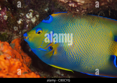 Queen Angelfish colorée, Bonaire, des Caraïbes aux Pays-Bas. Banque D'Images