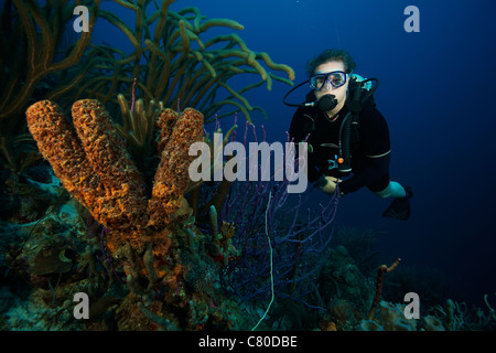 Plongée sous-marine nager sous l'eau chez les éponges de mer, Bonaire, des Caraïbes aux Pays-Bas. Banque D'Images