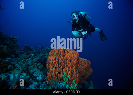 Scuba Diver nage sur une grande oreille d'éponge au large de la côte de Bonaire, des Caraïbes aux Pays-Bas. Banque D'Images