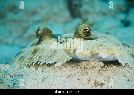 Le visage d'un paon jaune camouflée au fond de l'océan, Bonaire, des Caraïbes aux Pays-Bas. Banque D'Images