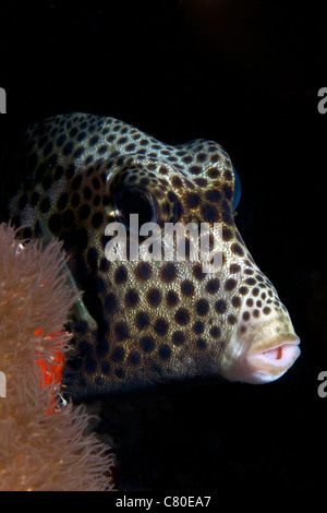 Smooth Trunkfish joue à cache-cache, Bonaire, des Caraïbes aux Pays-Bas. Banque D'Images