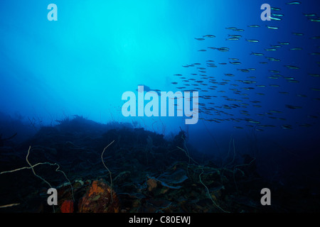 Un plongeur explore un profond retour sur sa patinette comme école de Boga poissons nagent par, Bonaire, des Caraïbes aux Pays-Bas. Banque D'Images