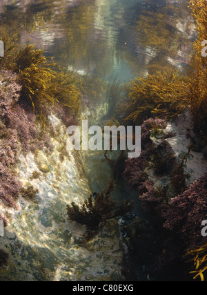 Vue sous-marine d'un rockpool, Harlyn bay Cornwall UK, avril. Banque D'Images