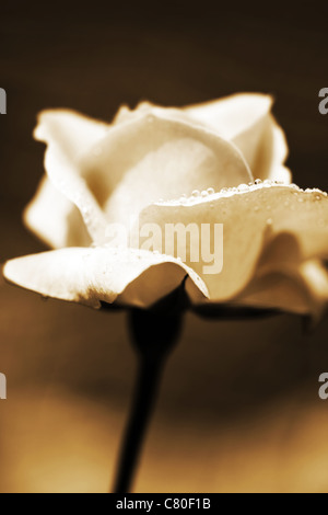 Grungy rose dans le jardin sépia Banque D'Images