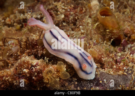 Alimentation nudibranche sur le récif, Fidji. Banque D'Images