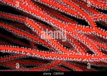 Vue détaillée des polypes de corail mou, d'alimentation aux Iles Fidji. Banque D'Images