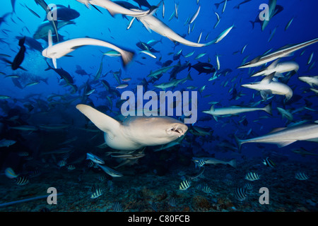 Un requin nourrice fauve (Nebrius ferrugineus) nage loin après avoir mangé quelques morceaux de poissons, les Fidji. Banque D'Images