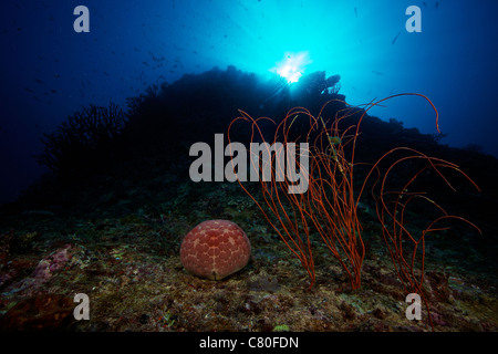 Une grande étoile de mer (Pin-Cushion Culcita novaeguineae) à côté de quelques beaux fouets de mer sur un deep reef au large des Fidji. Banque D'Images