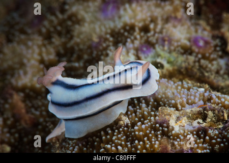 Vue rapprochée d'un nudibranche se nourrissant sur le récif, les Fidji. Banque D'Images