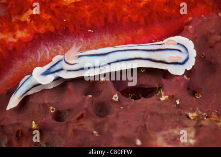 Vue rapprochée d'un nudibranche se nourrissant sur le récif, les Fidji. Banque D'Images