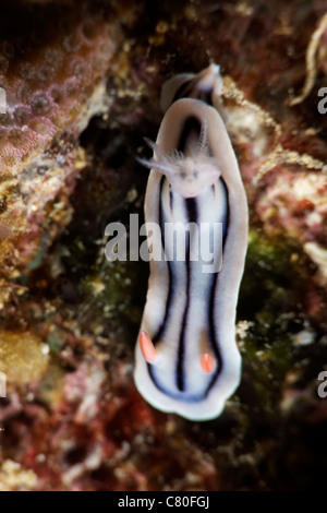 Vue rapprochée d'un nudibranche se nourrissant sur le récif, les Fidji. Banque D'Images