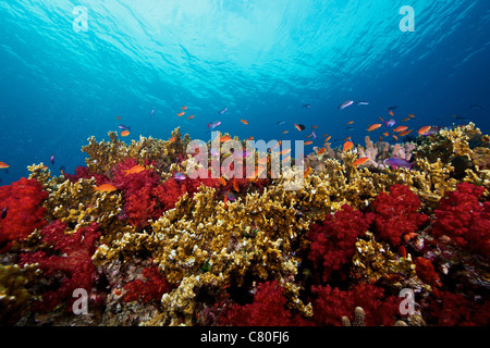 Une école d'orange basslets (Pseudanthias squamipinnis) sur un récif fidjien sain plein de coraux durs et mous, Fidji. Banque D'Images