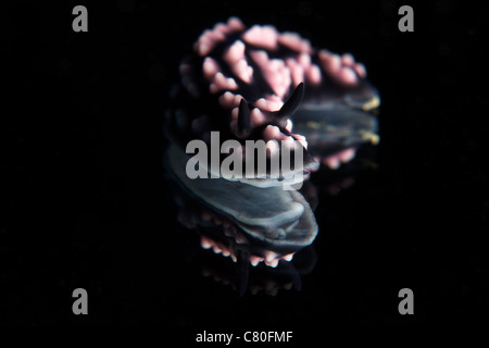 Vue détaillée d'une belle réflexion nudibranch capturé sur un miroir. Banque D'Images