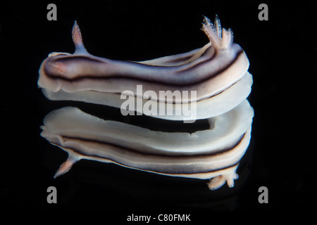 Vue détaillée d'une belle réflexion nudibranch capturé sur un miroir. Banque D'Images