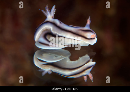 Vue détaillée d'une belle réflexion nudibranch capturé sur un miroir. Banque D'Images