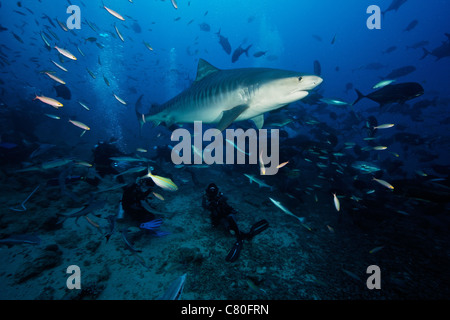 Un 10 pied requin tigre nage sur un groupe de plongeurs après consommation d'une grande tête de thon. Banque D'Images