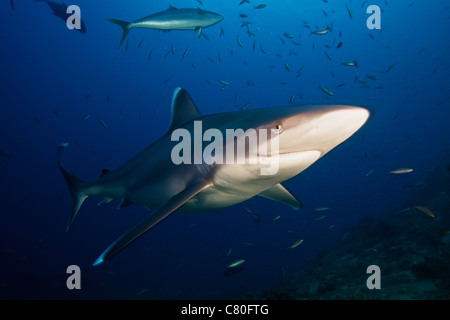 Un grand requin silvertip vient dans près de regarder le photographe, Fidji. Banque D'Images