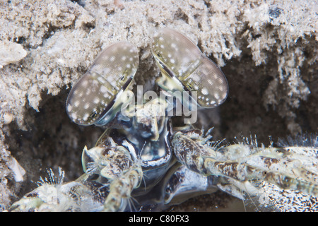 Spearing mantis shrimp attend dans son trou pour une proie sans méfiance de passer par, la Papouasie-Nouvelle-Guinée. Banque D'Images