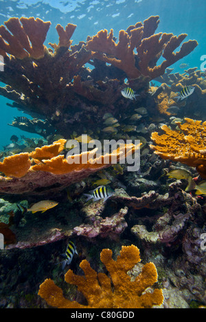 Poissons tropicaux se réfugier chez les coraux cornes de. Banque D'Images