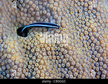 Un gobie néon jette un regard hors de son trou à vivre. corail star boulder Banque D'Images