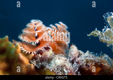 Cose-up view of a Christmas Tree Worm, Key Largo, en Floride. Banque D'Images