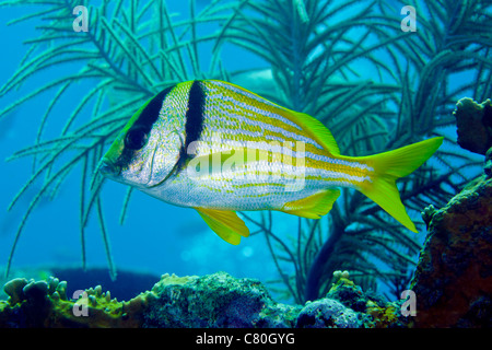 Un Porkfish nage par les panaches de la mer au large de Key Largo, en Floride. Banque D'Images
