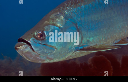 Vue rapprochée d'un Tarpon (Megalops atlanticus) dans l'océan Atlantique au large de Key Largo, en Floride. Banque D'Images